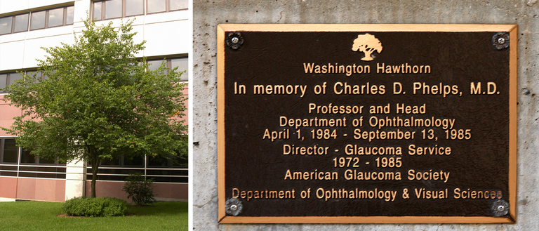 Phelps Memorial Tree and Plaque